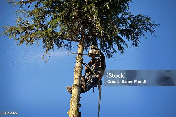 Arborist Cutting Tree Stock Photo - Download Image Now - Tree Surgeon, Sawing, Tree