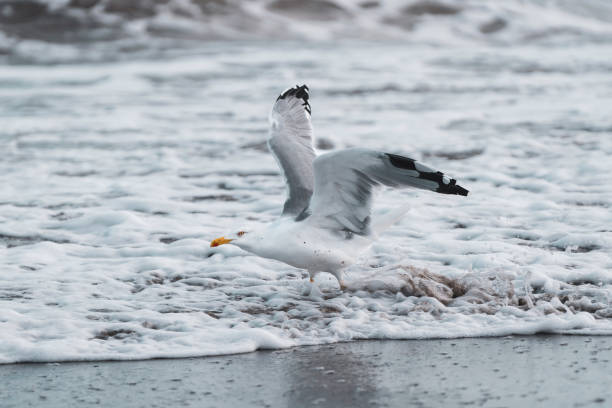 istock Lonely seagull on the beach 1362581222