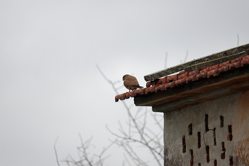 detail of a falco falco tinnunculus on top a roof