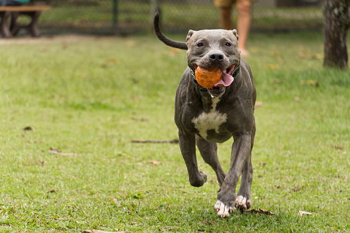 Pit bull dog playing and having fun in the park. Selective focus