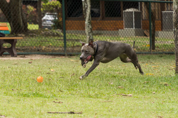 istock Pit bull dog playing and having fun in the park. Selective focus 1362582604