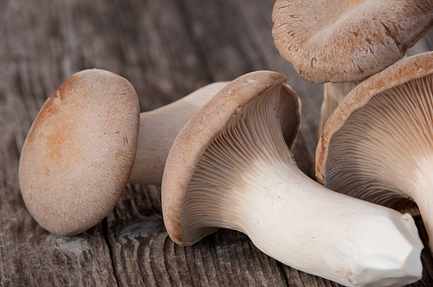 istock King trumpet mushrooms 136258322