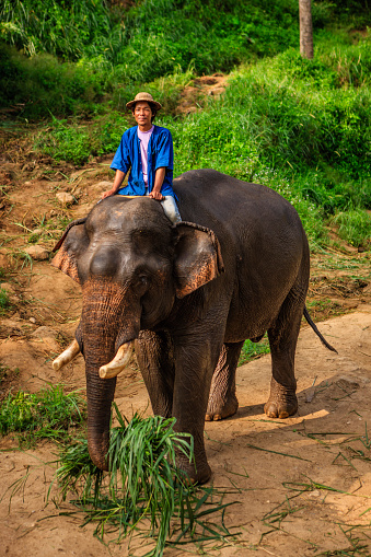 Mahout riding on elephant , Mae Hong Son Province in Northern Thailand.