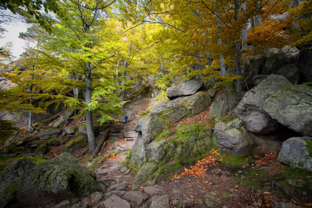 istock beautiful autumn forest with a stream 1362585442