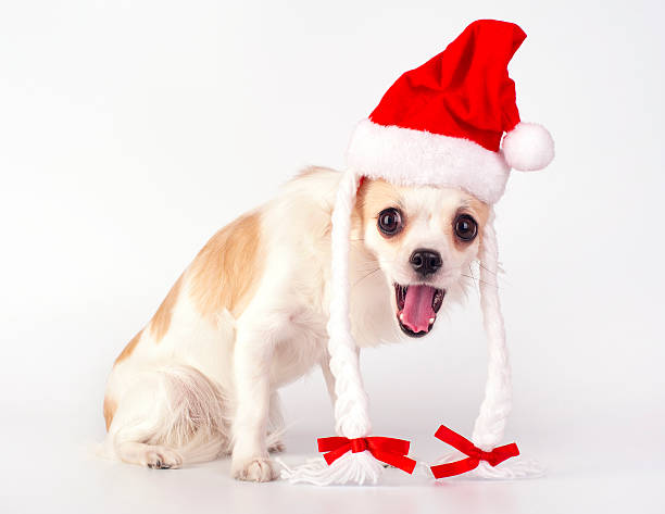 チワワ犬、��サンタの帽子、二つに結んだ髪、リボンとオープンくわえる - bow pets small velvet ストックフォトと画像