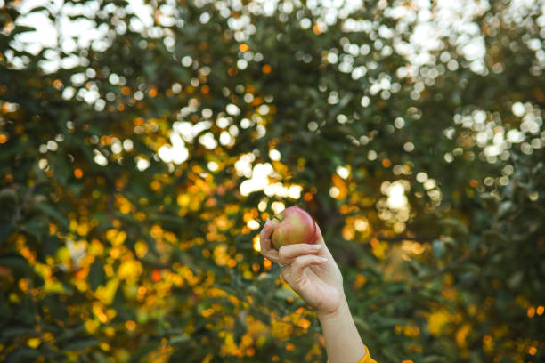 istock Picking the freshest apples 1362585642