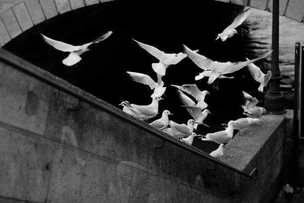 istock group of black and white pigeons 1362585782