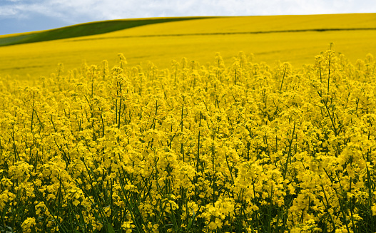 flowering rapeseed fields in sunny weather in the Thuringian Rhön