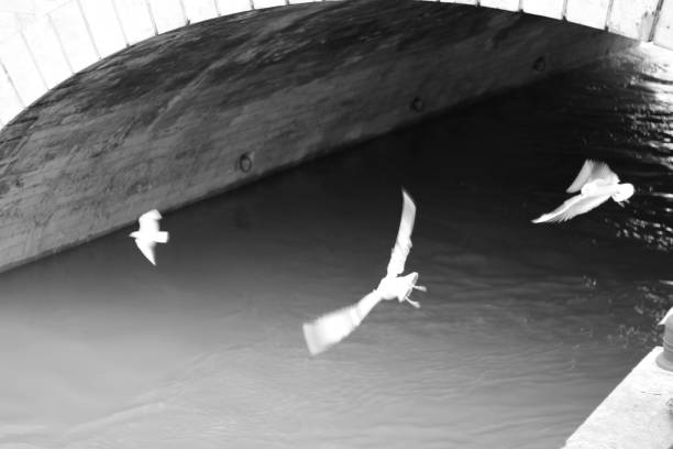 istock group of black and white pigeons 1362586454