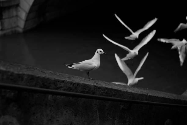 istock group of black and white pigeons 1362586631