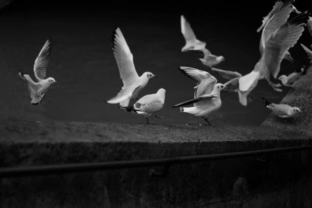 group of black and white pigeons