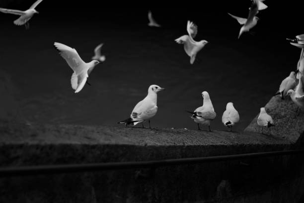 istock group of black and white pigeons 1362587139