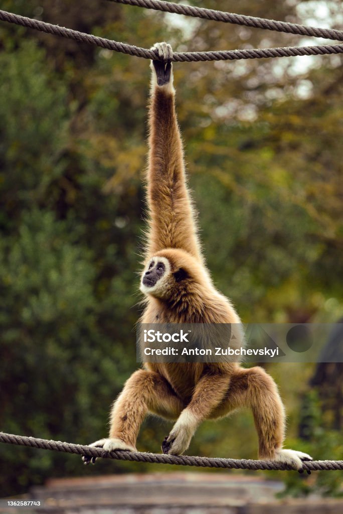 The lar gibbon or white-handed gibbon in a zoo - Royalty-free Gibon Stok görsel The lar gibbon or white-handed gibbon in a zoo - Royalty-free Gibon Stok görsel
