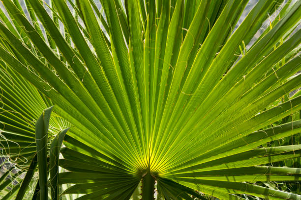 istock Tropical background. Close-up on palm leaves. 1362587793