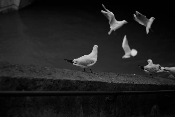 istock group of black and white pigeons 1362587795