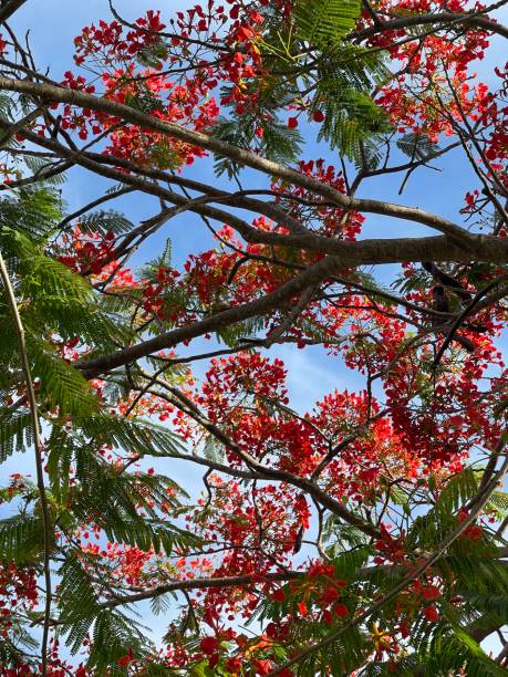istock Red flowers inn the Florida summer 1362587813