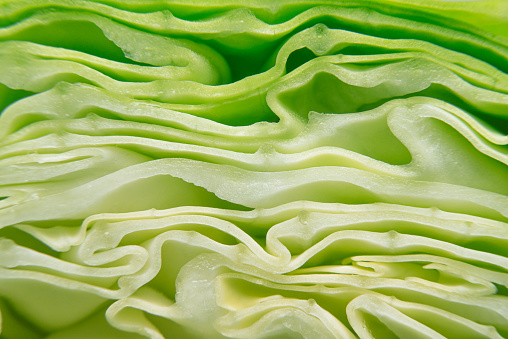 Close up of fresh and juicy slice white cabbage