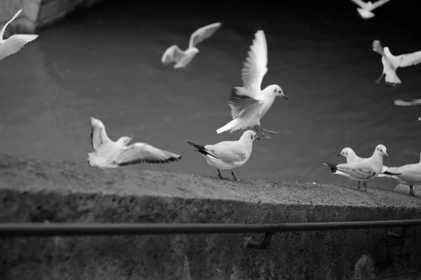 istock group of black and white pigeons 1362588101