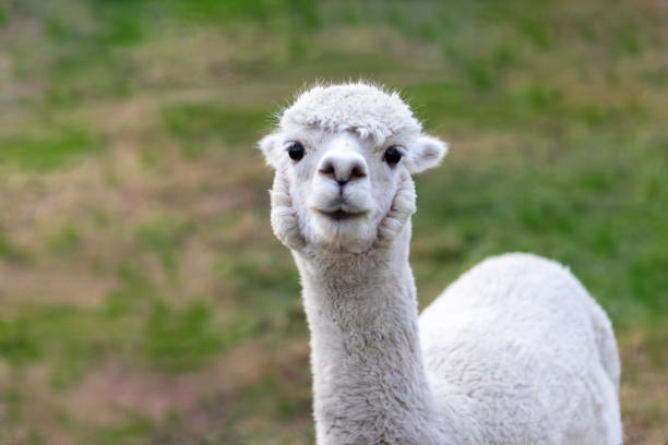 istock White Alpaca Closeup standing in green grass field on a summer afternoon 1362588174