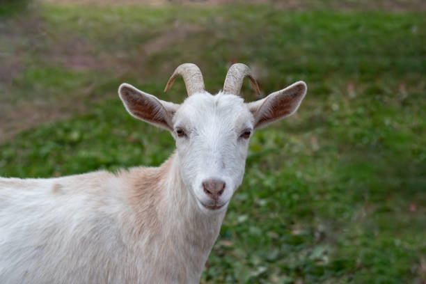 White Kiko Goat  closeup standing in grass field stock photo