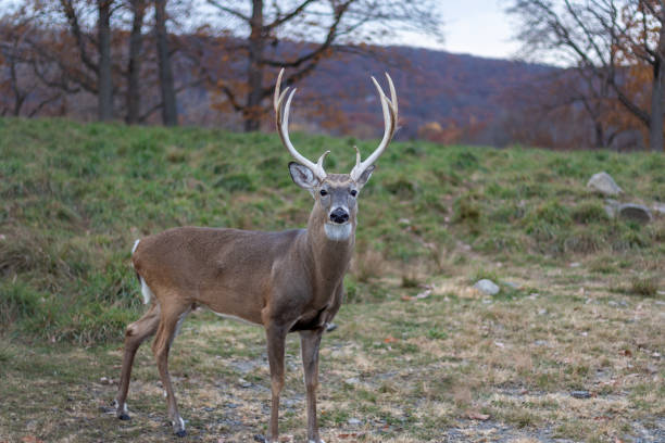 Whitetail deer buck (Cervidae) with large rack in grassy field on a late fall afternoon