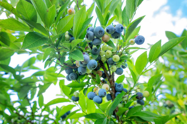 istock Blueberry bush close-up 1362588247