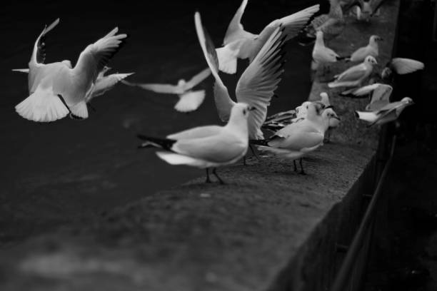 istock group of black and white pigeons 1362588428