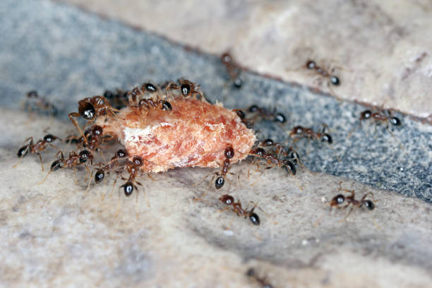 Ants - Pheidole megacepha collecting food scraps from the floor of a house. This is a dangerous pest in homes and other buildings. One of the world's 100 most destructive invasive species. Ants - Pheidole megacepha collecting food scraps from the floor of a house. This is a dangerous pest in homes and other buildings. One of the world's 100 most destructive invasive species. ant colony swarm of insects pest stock pictures, royalty-free photos & images