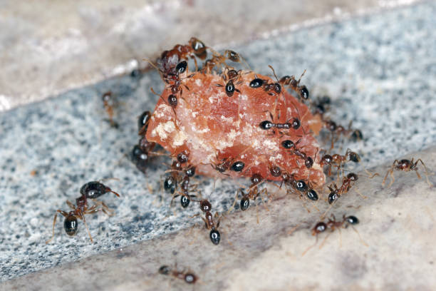 Ants - Pheidole megacepha collecting food scraps from the floor of a house. This is a dangerous pest in homes and other buildings. One of the world's 100 most destructive invasive species. Ants - Pheidole megacepha collecting food scraps from the floor of a house. This is a dangerous pest in homes and other buildings. One of the world's 100 most destructive invasive species. ant colony swarm of insects pest stock pictures, royalty-free photos & images