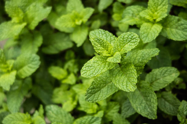 primer plano de la planta de menta / plantación - mint leaf peppermint green fotografías e imágenes de stock