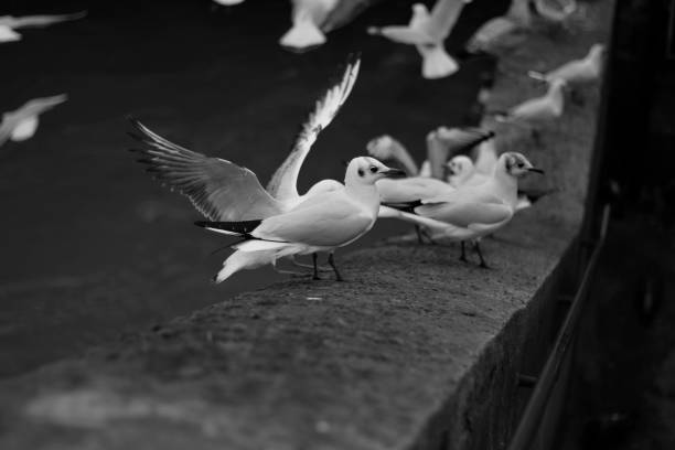 istock group of black and white pigeons 1362589219