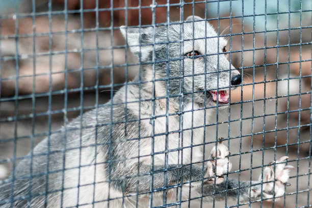 istock Gray arctic fox behind bars, closeup portrait 1362589509