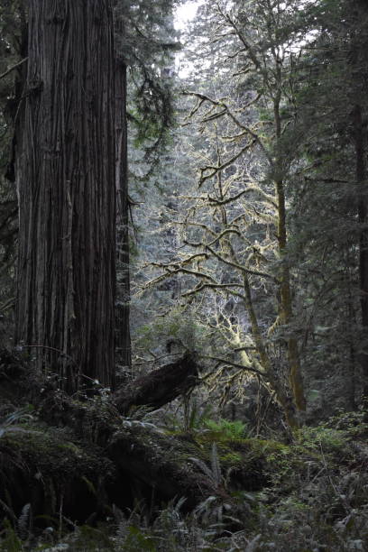 istock Coastal Redwood 1362589527