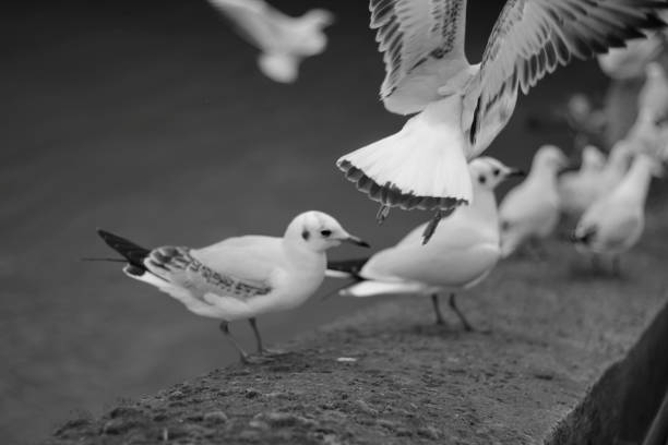istock group of black and white pigeons 1362589586