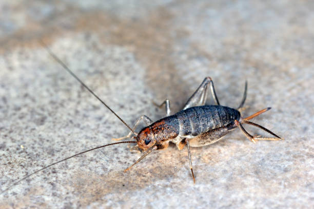 House cricket on a ceramic tile floor.