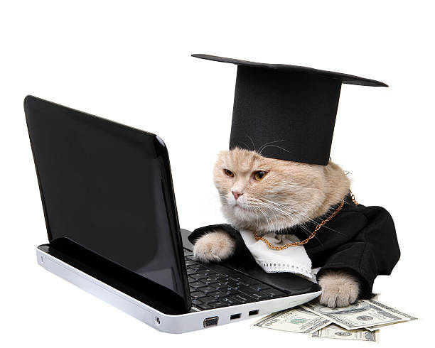 Red cat looking at laptop with paws on dollars stock photo