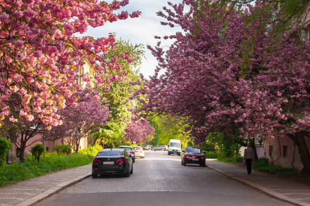 Uzhgorod, ukraine - may 05, 2021: Cherry Blossom on the streets in morning light. Flowering sakura trees along the road with parked cars