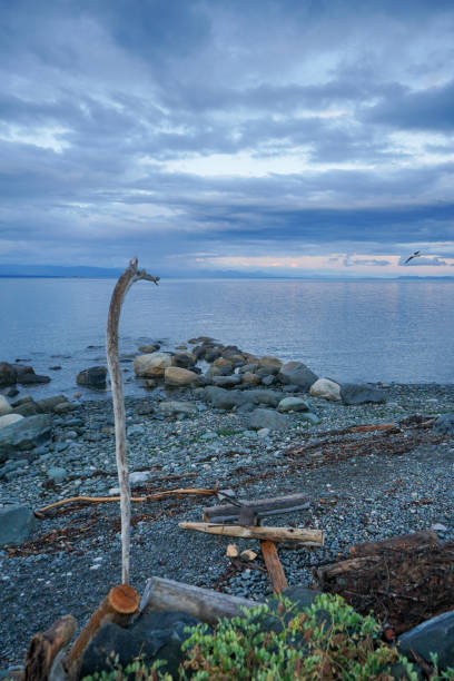 istock Driftwood by the coast 1362591702