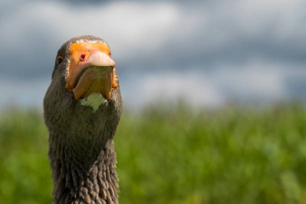 Angry greylag goose (anser anser)
