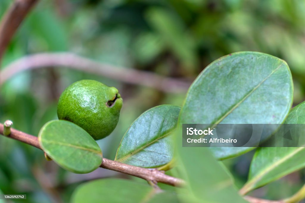 araçá or Cattley guava with the scientific name (Psidium cattleianum) Selective focus of fruit of an araçá or Cattley guava with the scientific name (Psidium cattleianum). Used in human food and in the manufacture of other products, such as juices, liqueurs and ice cream, on tree in Brazil Agricultural Field Stock Photo araçá or Cattley guava with the scientific name (Psidium cattleianum) Selective focus of fruit of an araçá or Cattley guava with the scientific name (Psidium cattleianum). Used in human food and in the manufacture of other products, such as juices, liqueurs and ice cream, on tree in Brazil Agricultural Field Stock Photo