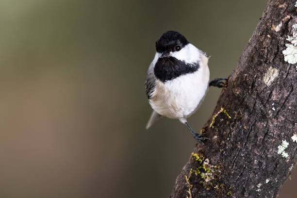 istock Curious Little Carolina Chickadee Perched in a Tree 1362593066