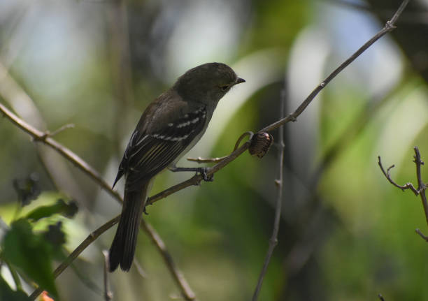 istock small-billed elaenia (Elaenia parvirostris) 1362595948
