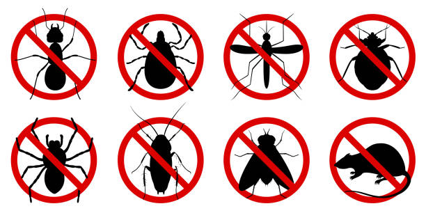 illustrazioni stock, clip art, cartoni animati e icone di tendenza di divieto anti disinfestazione, divieto insetti parassiti. stop, avviso, set di icone di bug proibiti. no, proibire segni di scarafaggi, ragni, mosche, acari, zecche, zanzare, formiche, ratti, insetti - ratto