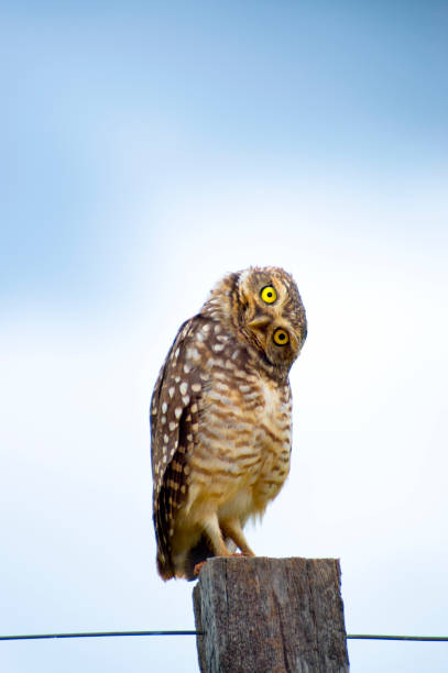 istock Curious burrowing owl (Athene Cunicularia) looking at camera. Blue and white sky background 1362596809