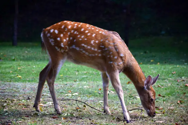 Photo of A young sika deer is walking in the autumn park.