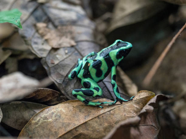 istock Green and black poison dart frog 1362599153