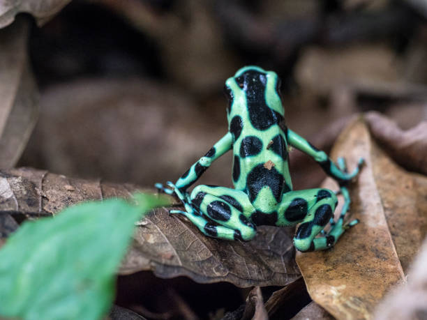 istock Green and black poison dart frog 1362599156