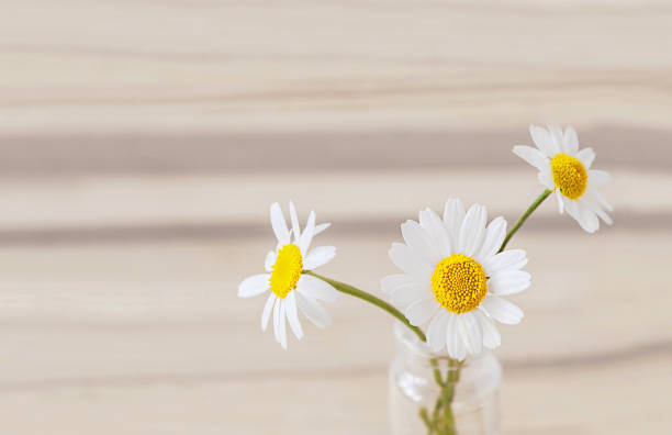 istock Medicinal daisies in a glass bottle 1362600436
