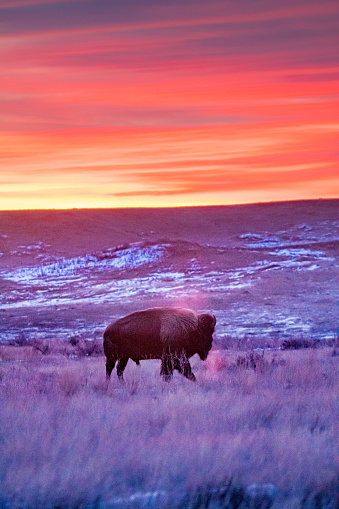 A lone bison stands in the prairie snow at sunrise