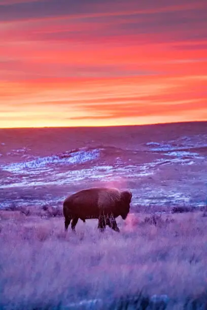 Photo of Bison on the Winter Prairies at Sunrise